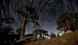 Time Lapse of Stars and Trees